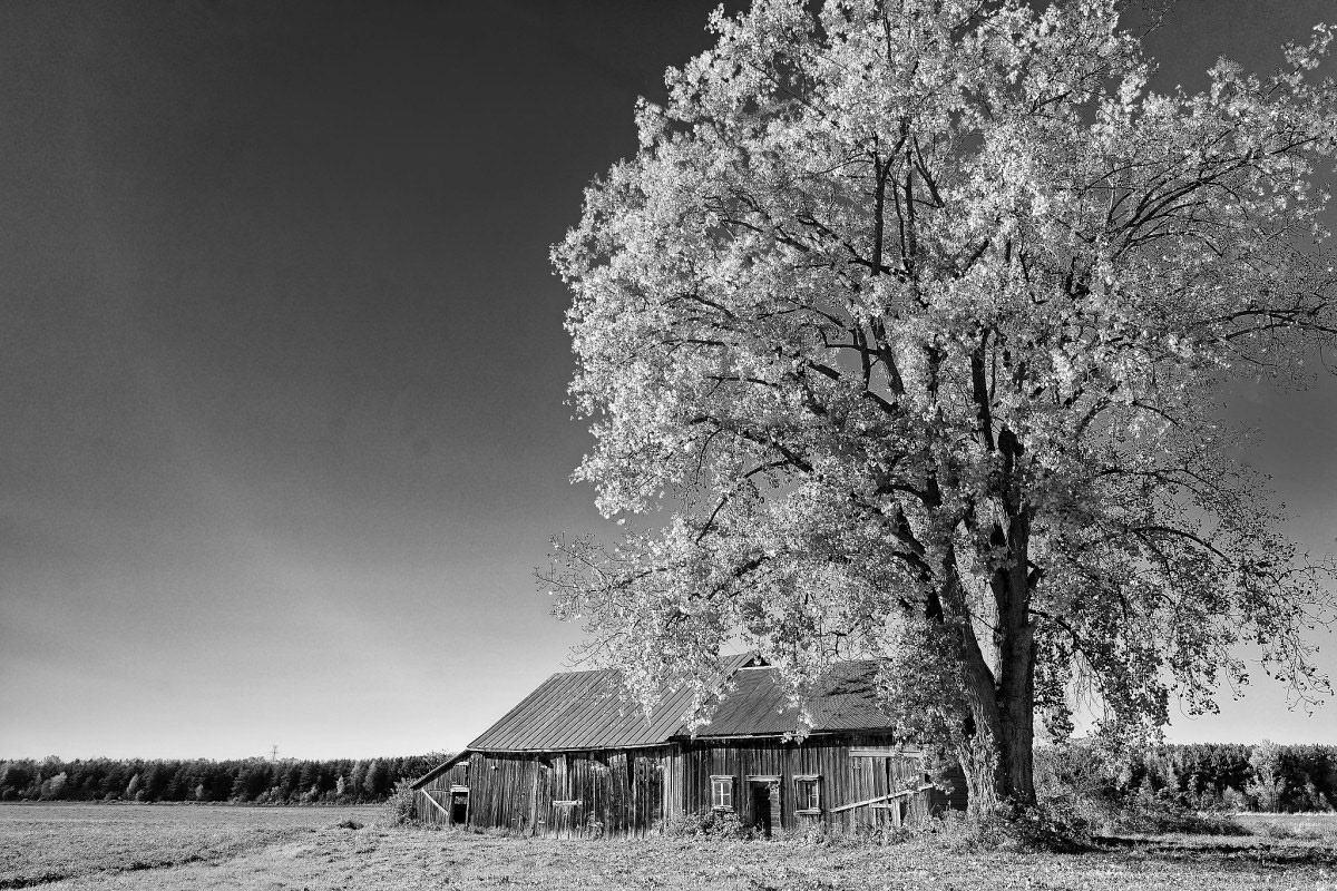 Grange et Arbre N&amp;B - Michel Paquin