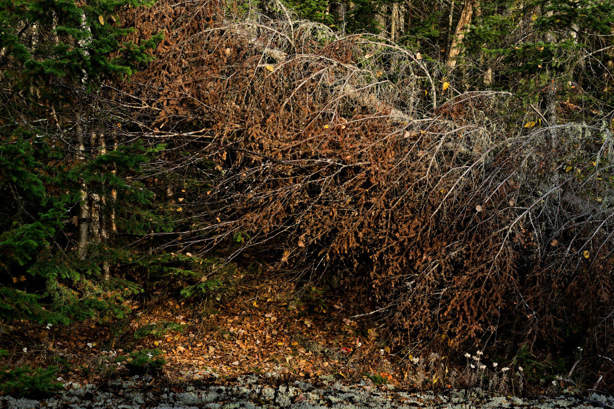 L'arbre est tombé   - Michel Paquin