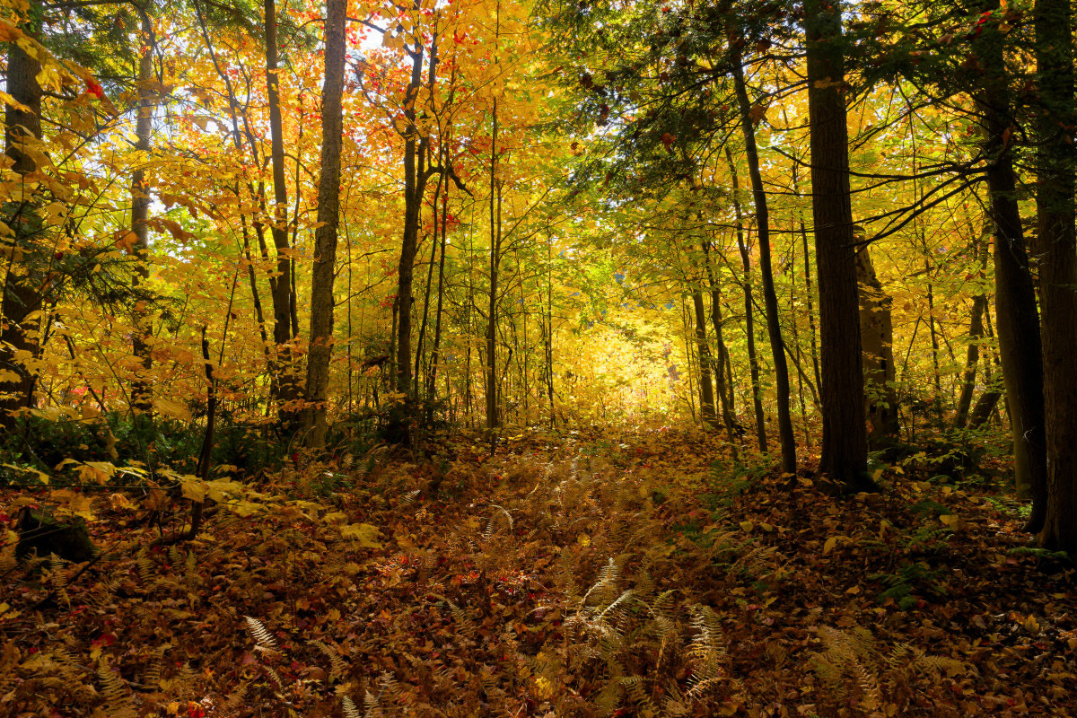 Automne 3 - Michel Paquin