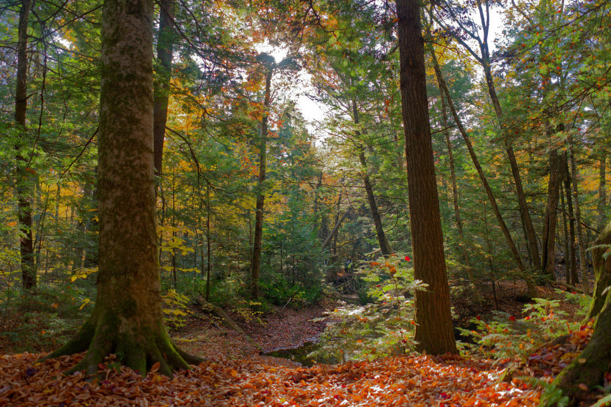 Automne 2 - Michl Paquin