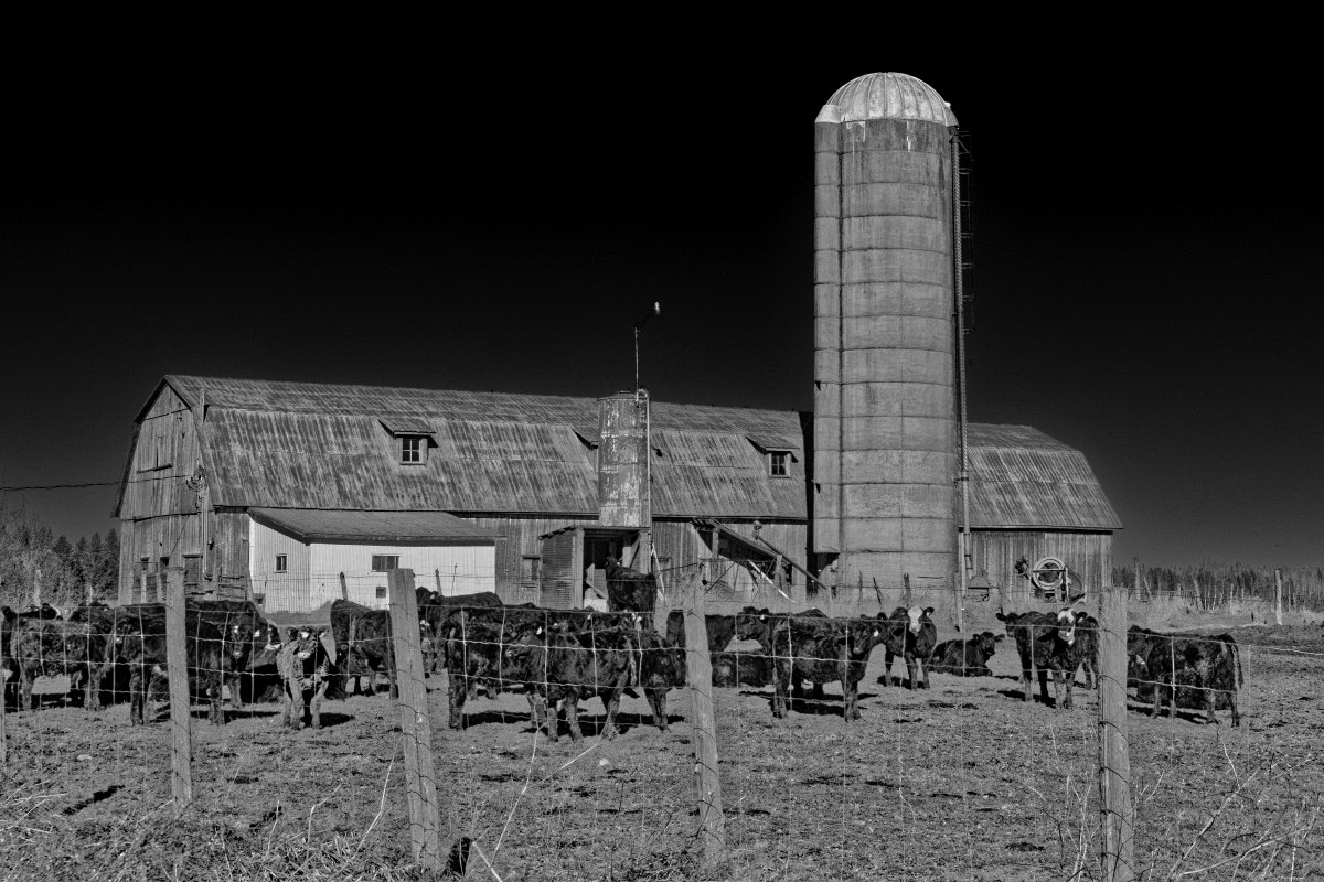 Grange et Vaches - Michel Paquin