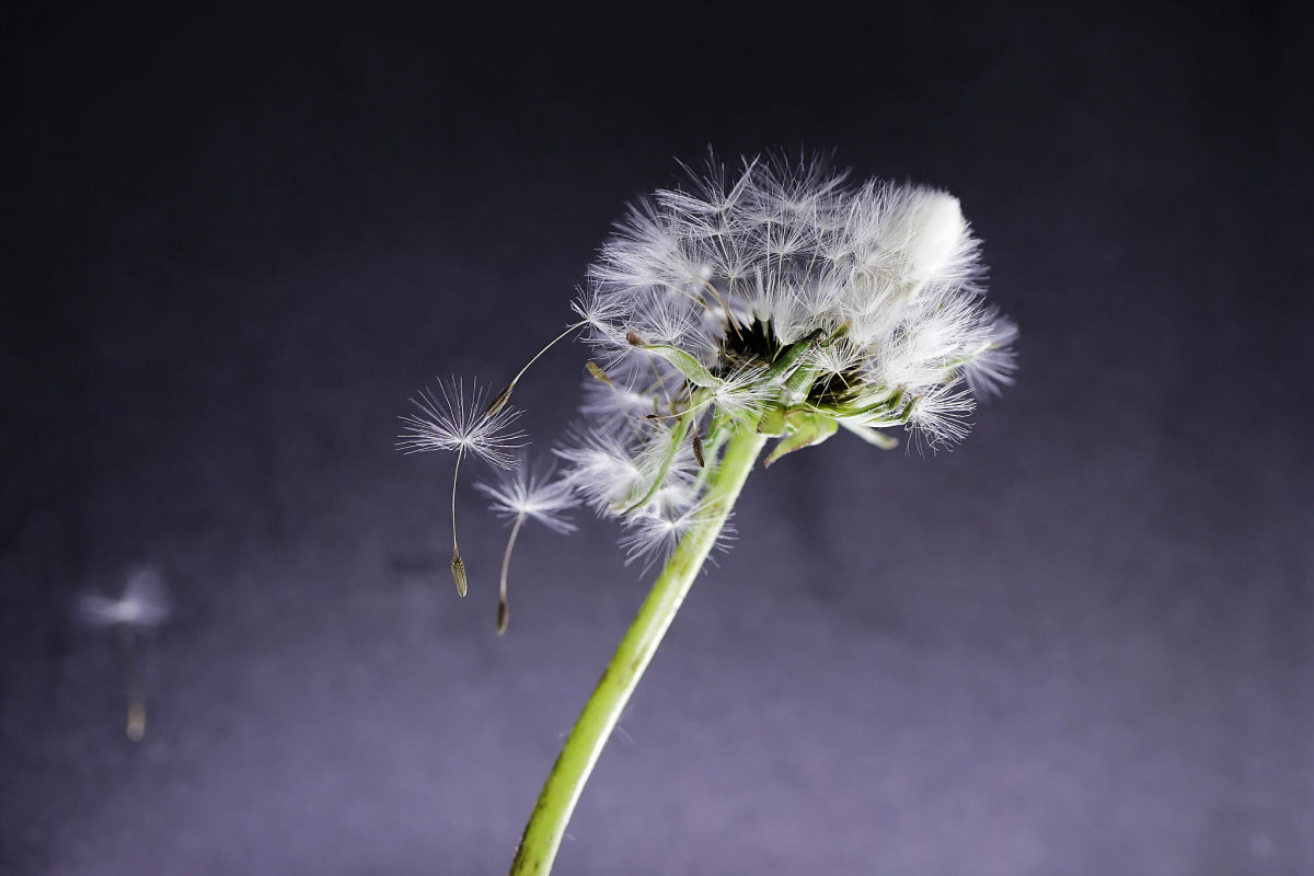 Pissenlit - Michel Paquin