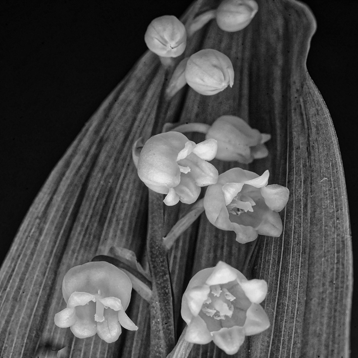 Muguet - Michel Paquin