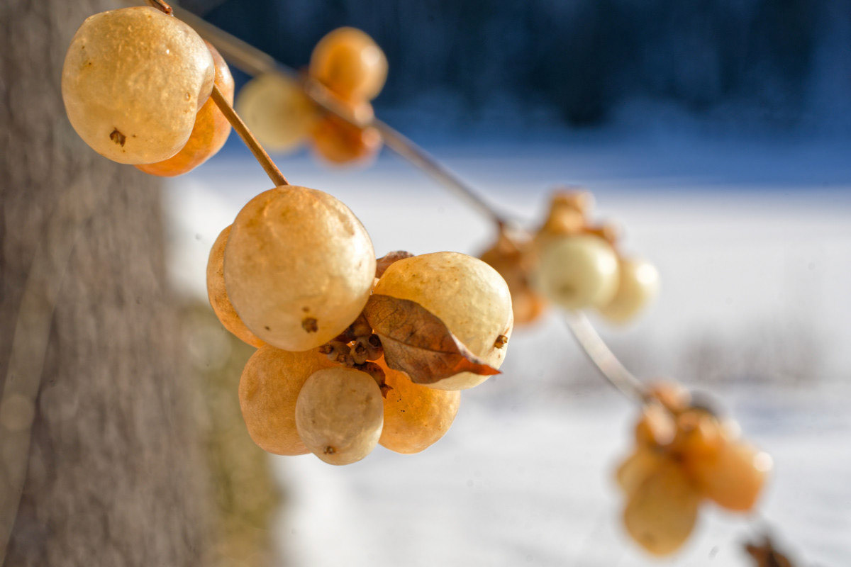 Raisins d'hiver - Michel Paquin