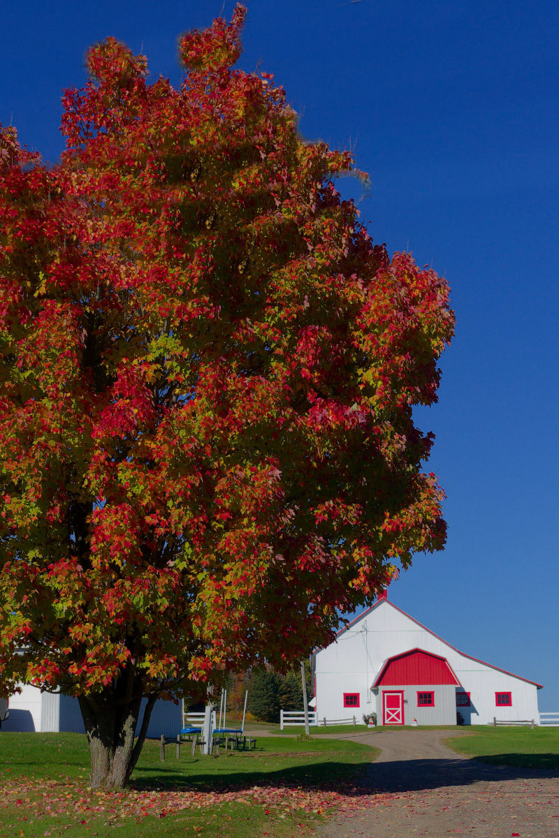 Folies d'automne - Michel Paquin