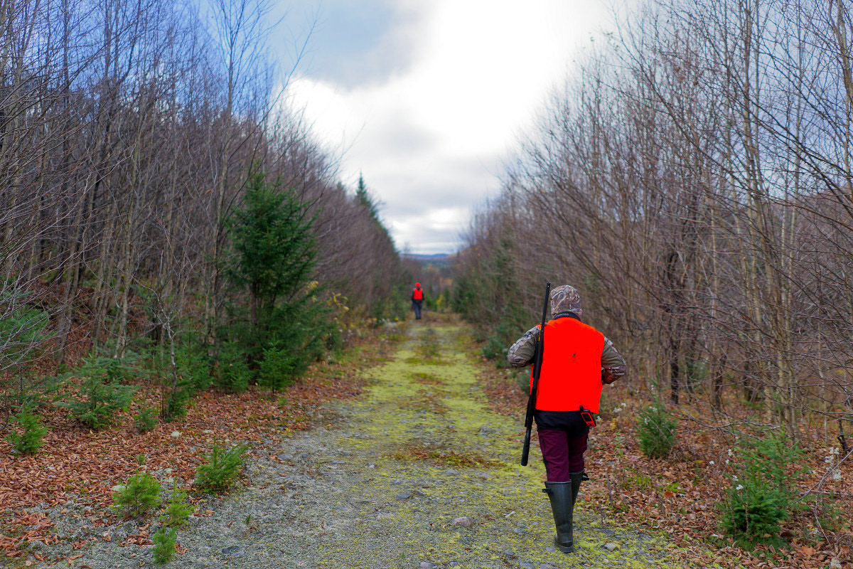 Chasse à la Perdrix - Michel Paquin