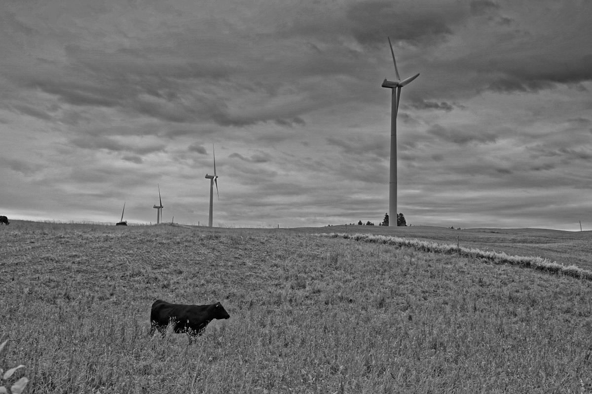 Vache et Éoliennes - Michel Paquin