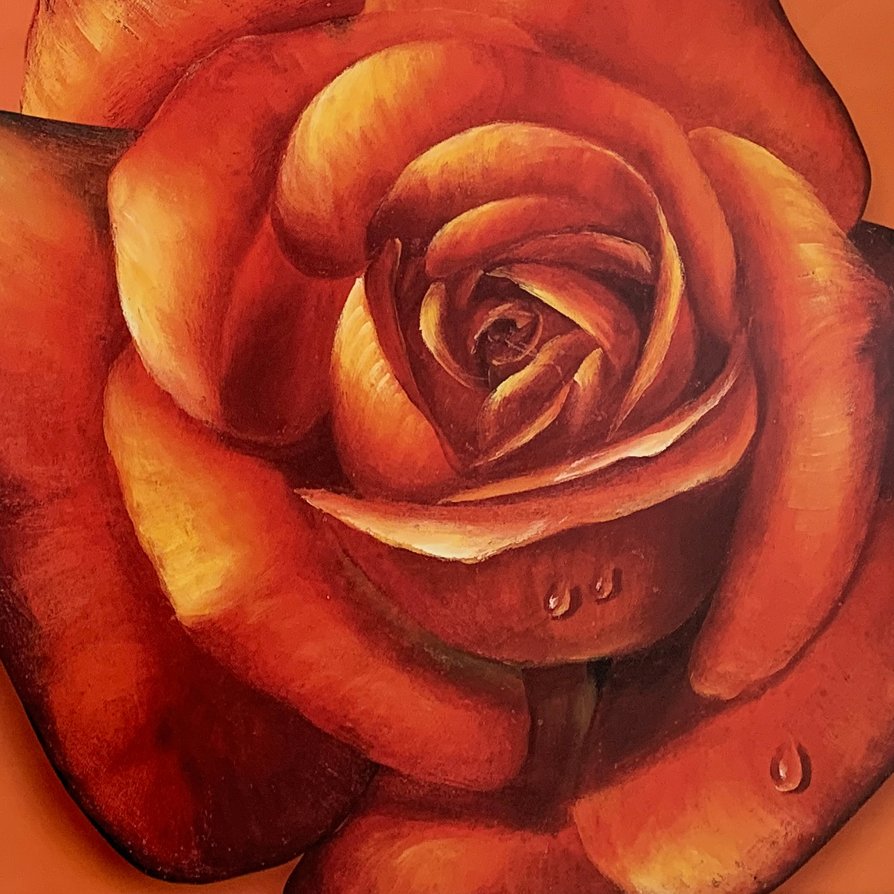 50x50 LF 459