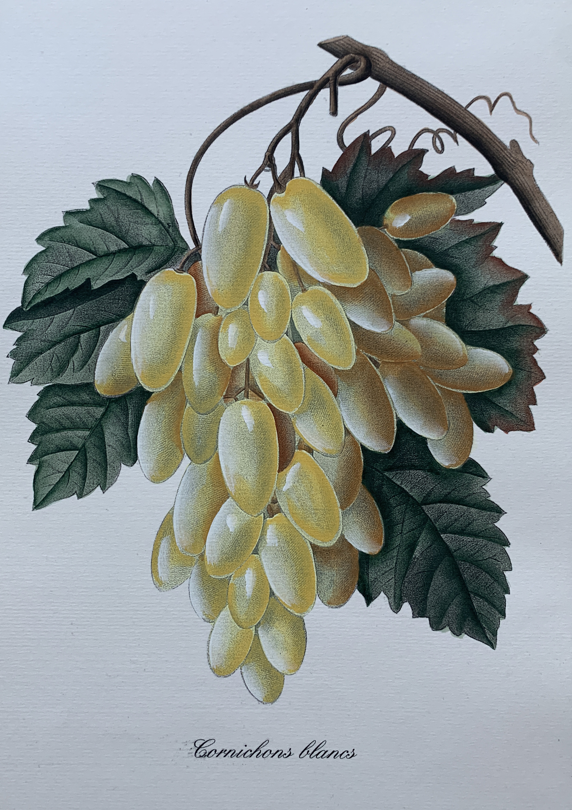 35x50 - COD: 3Q - i29 - 88