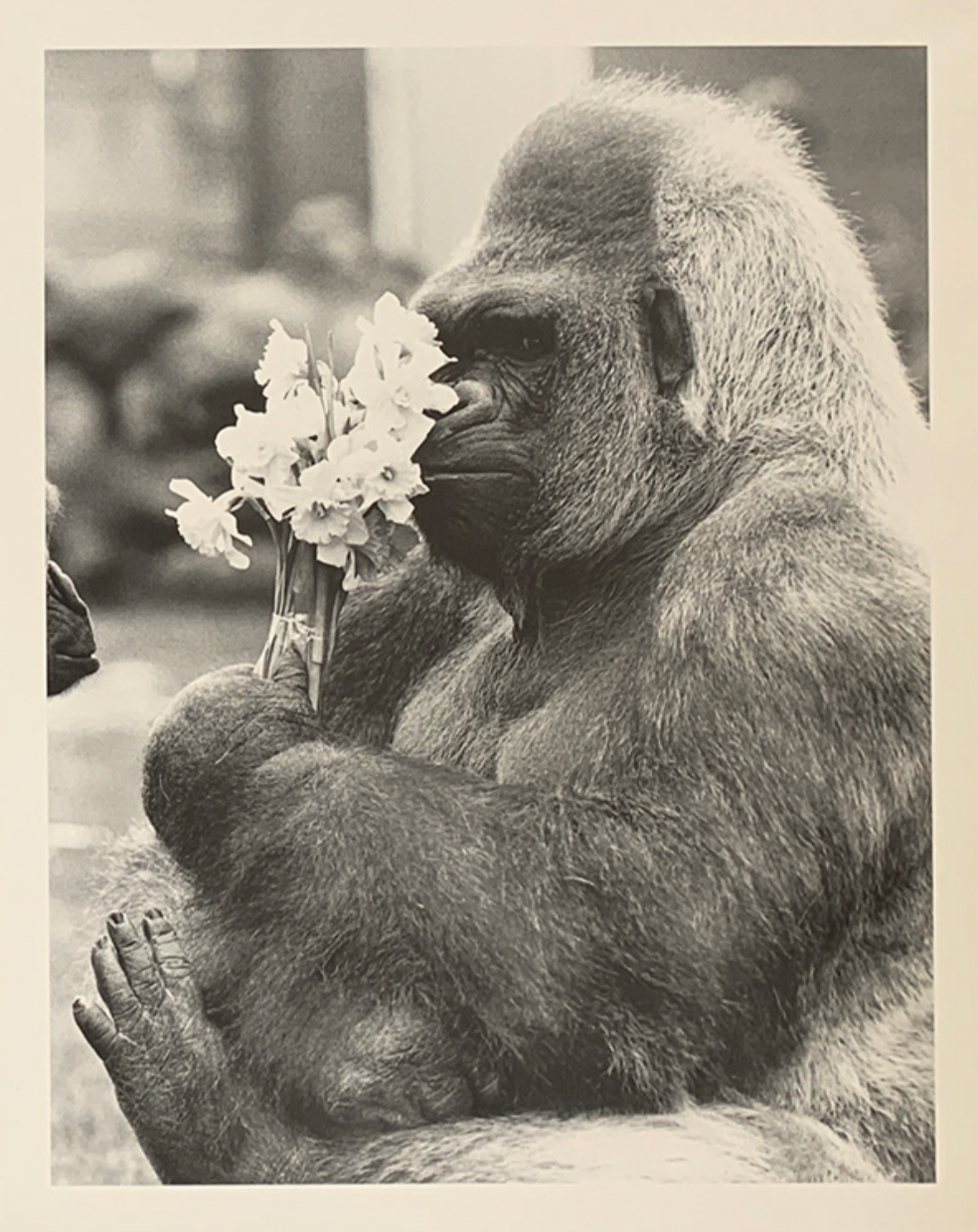 40x50 - 6HH - F11 - 15