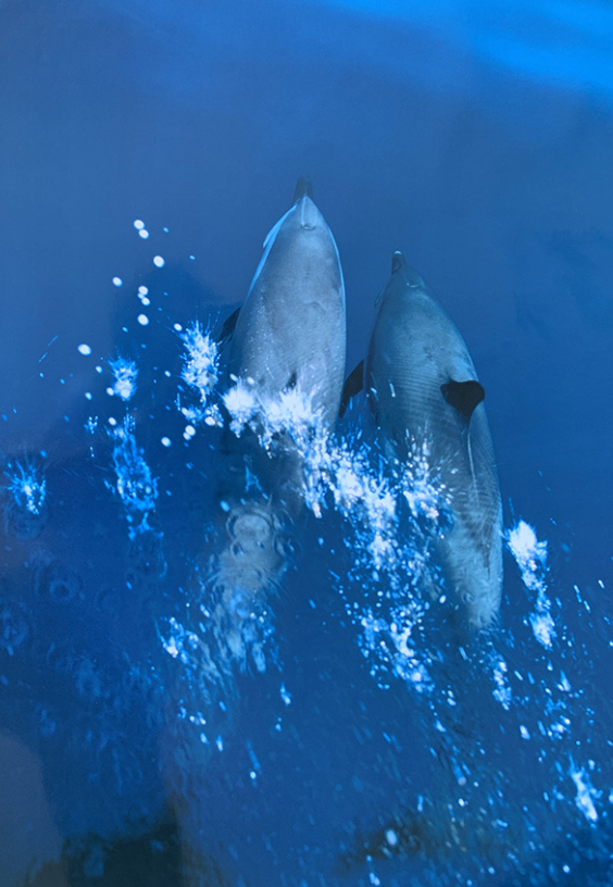 60x80 - 6DD - F22 - 18