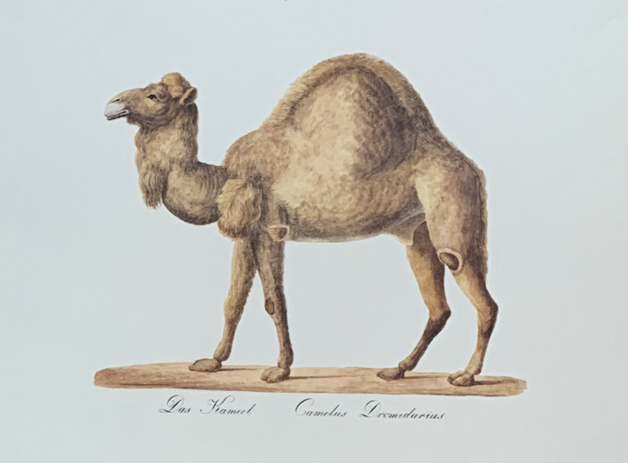 45x35 - COD: 3N - C10 - 16