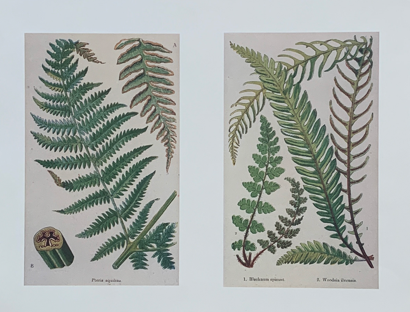 35x45 - COD: 6CC - C19 - 10