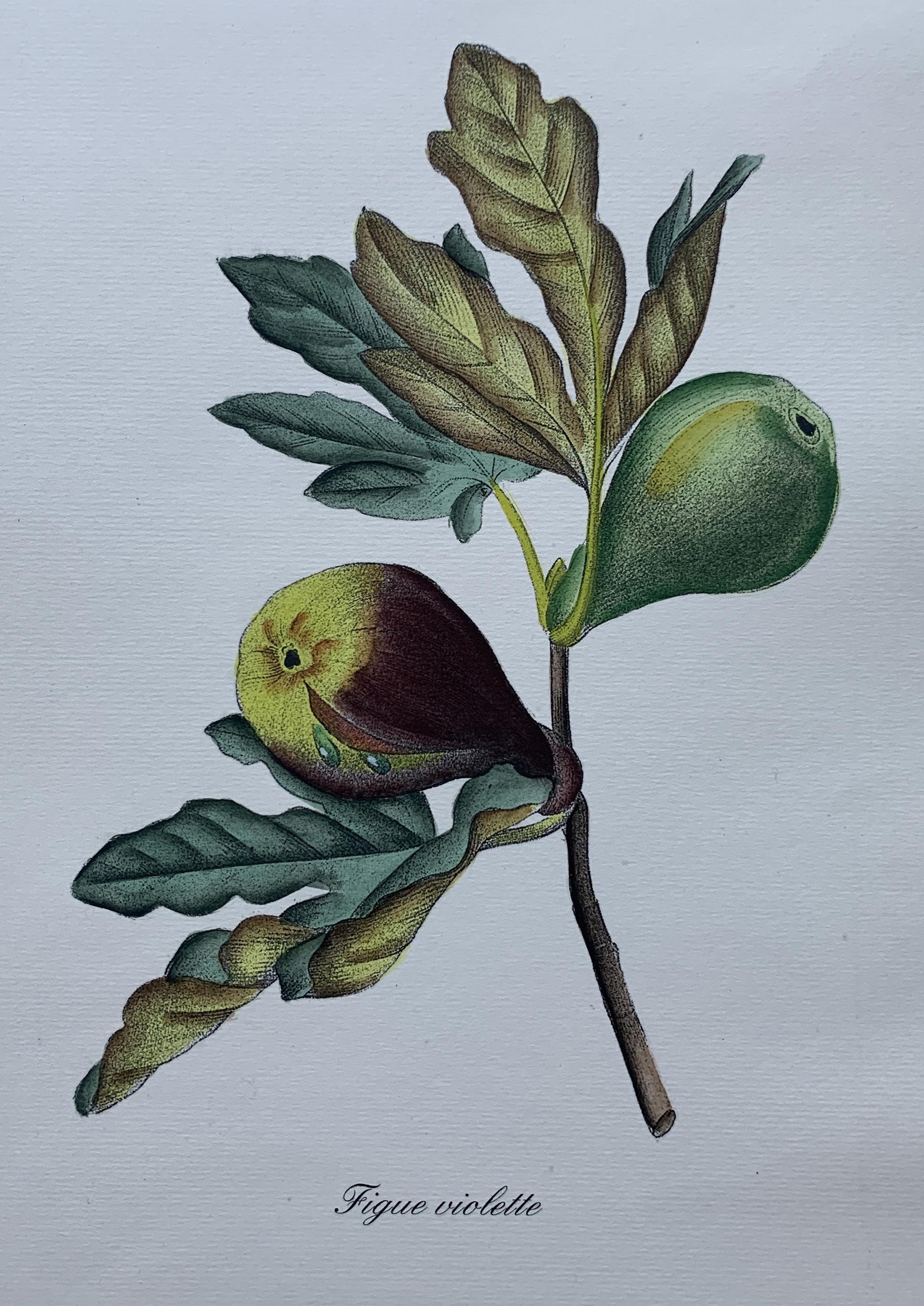 35x50 - COD: 3Q - i28 - 88