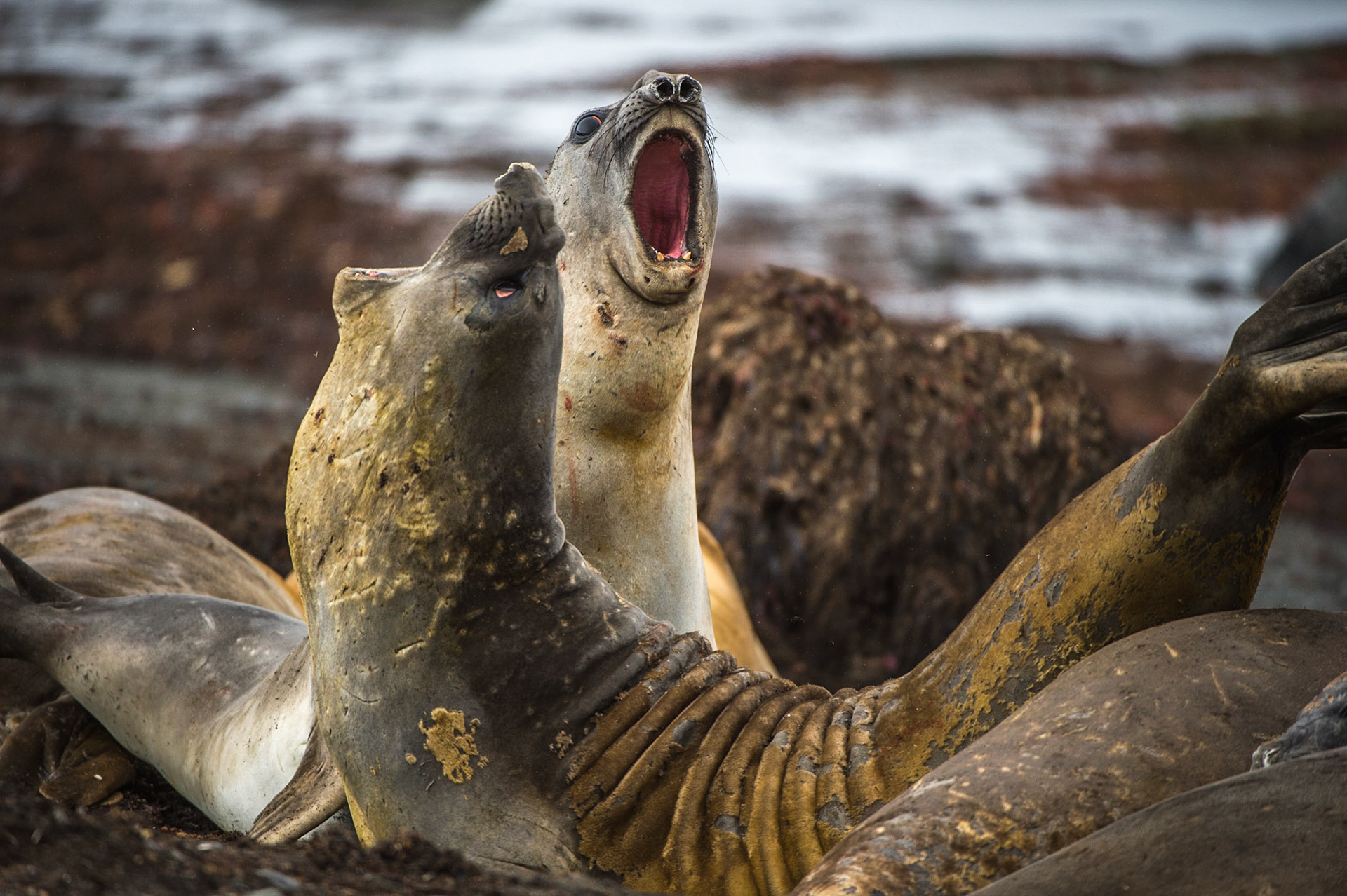 Elephant seals at Elephant Point, Livingstone Island, Antarctica
