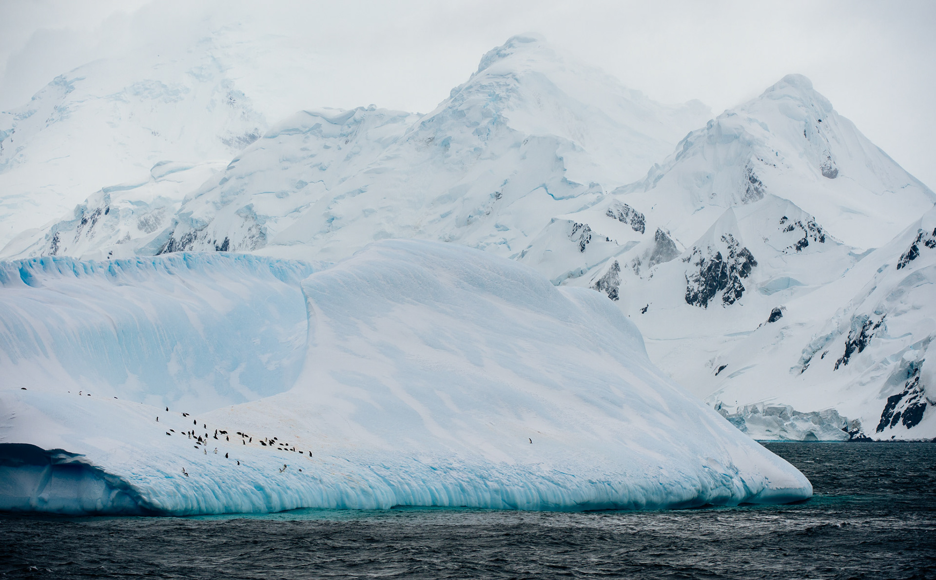 Penguins on an iceberg near Livingston Island near Antarctica