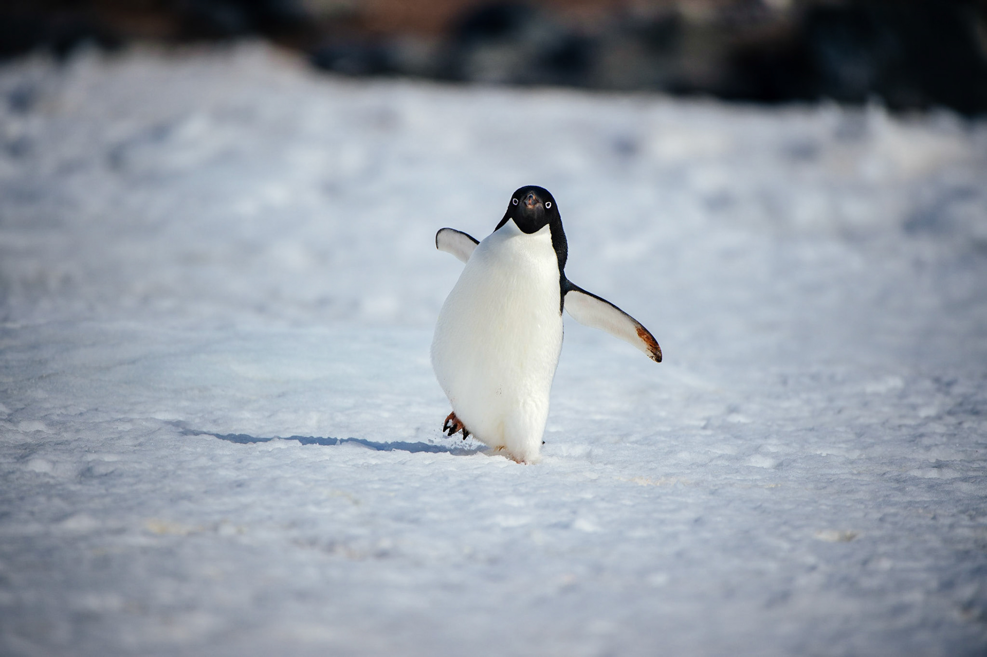 Adelie penguin at Gourdin Island, Antarctica