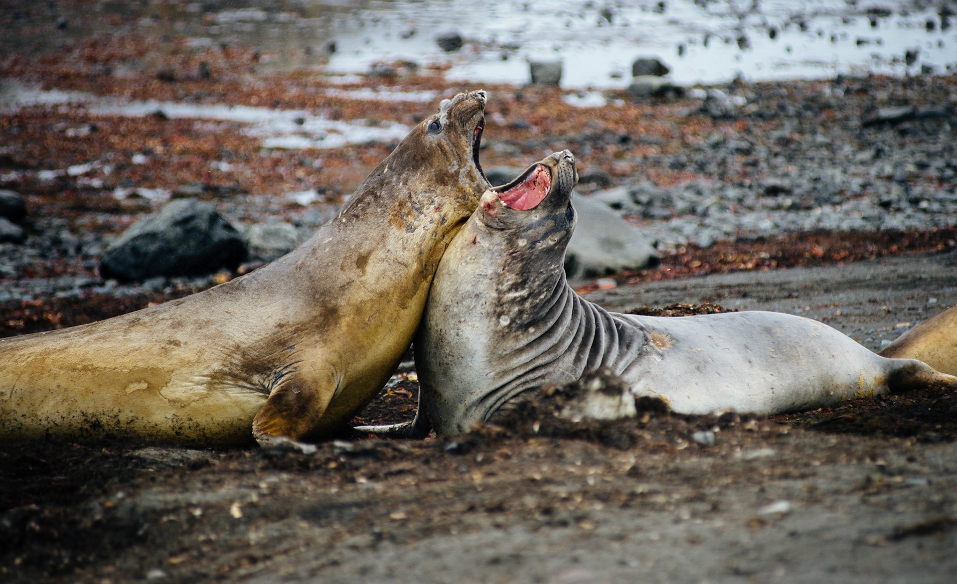 Elephant seals at Elephant Point, Livingstone Island, Antarctica