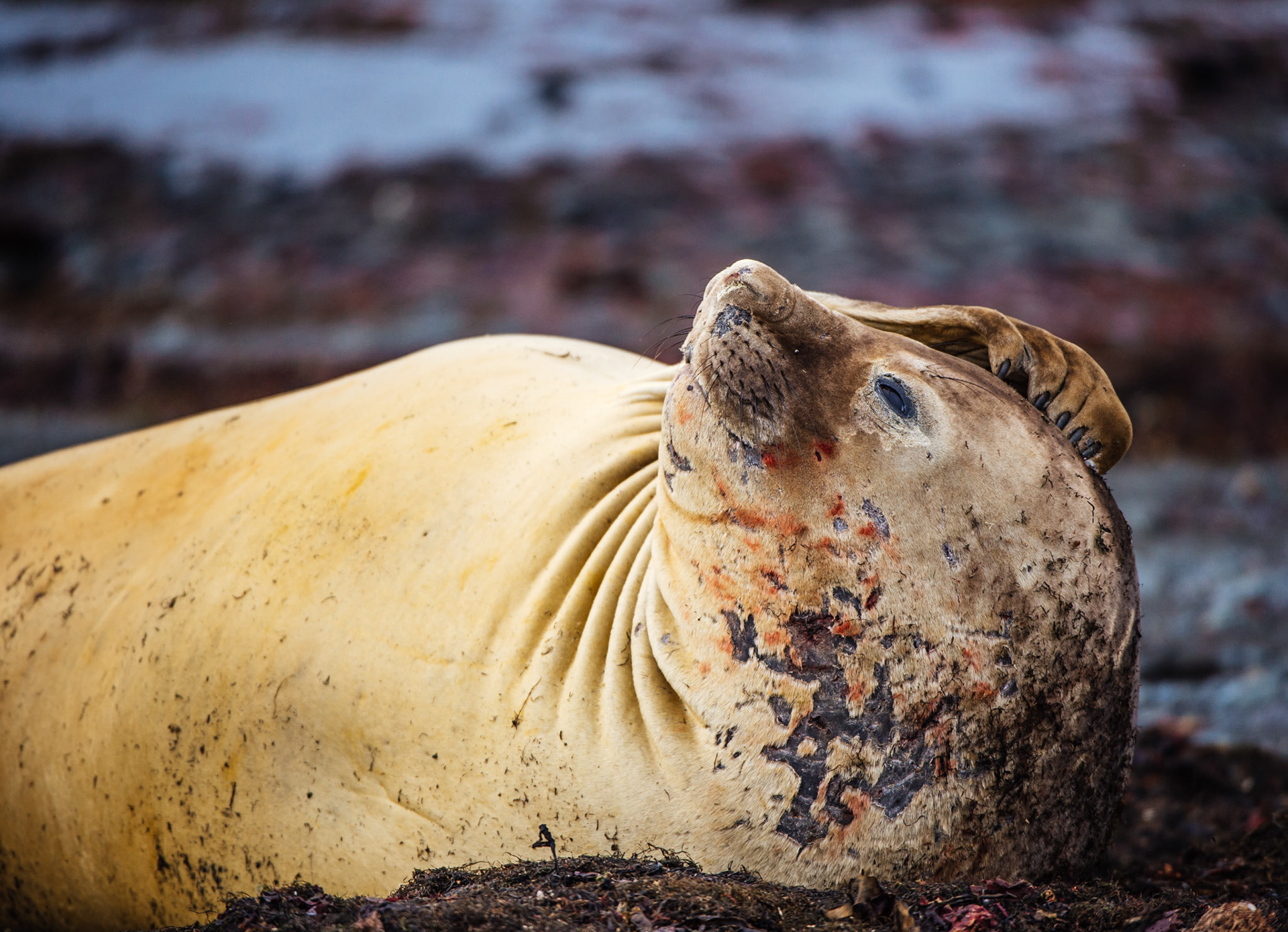 Elephant seals at Elephant Point, Livingstone Island, Antarctica
