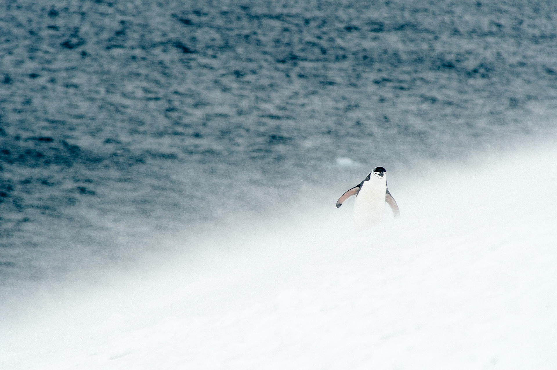 Chinstrap penguin fights through the snow on Half Moon Island - South Shetland Islands, Antarctica