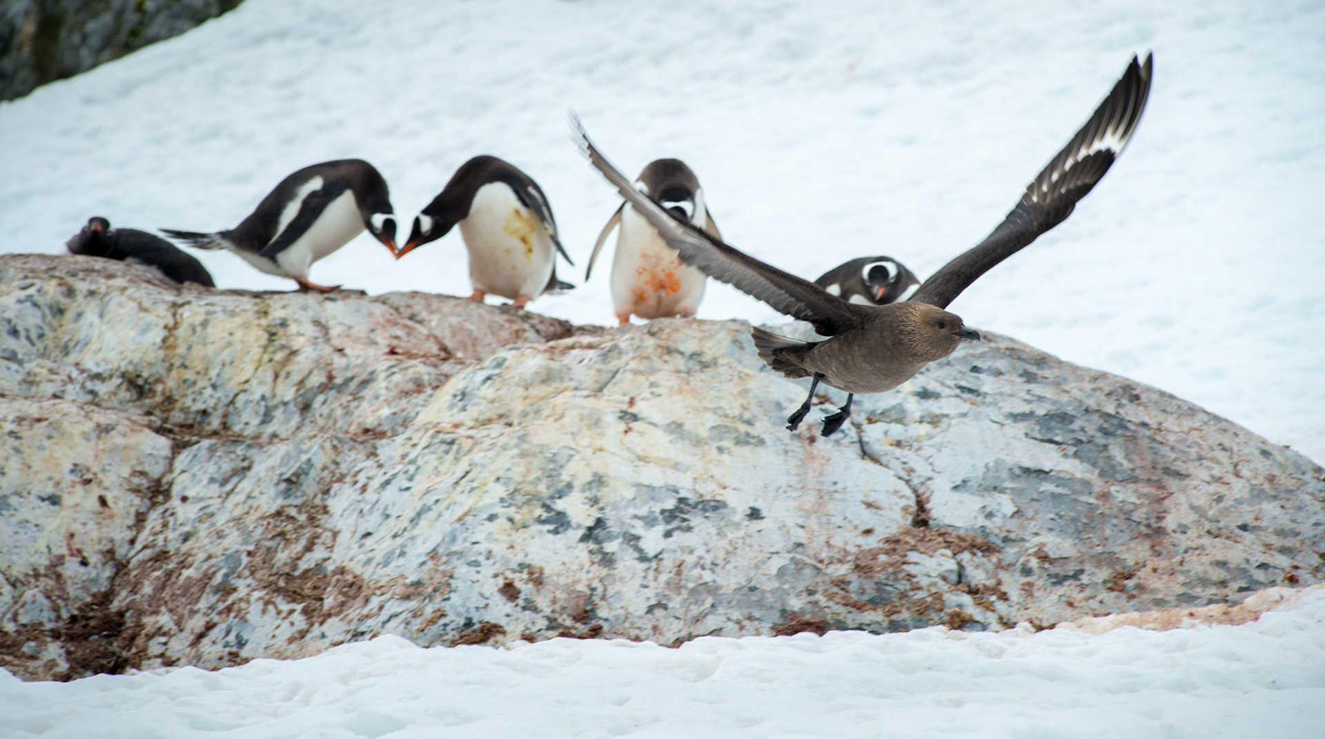 Gentoo penguins and a skua, Cuverville Island, Antarctica