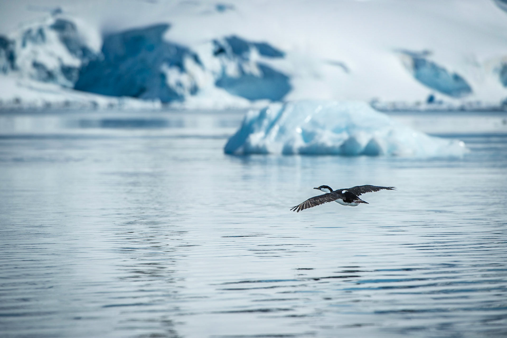 Cormorant flies over Paradise Harbor, Antarctica
