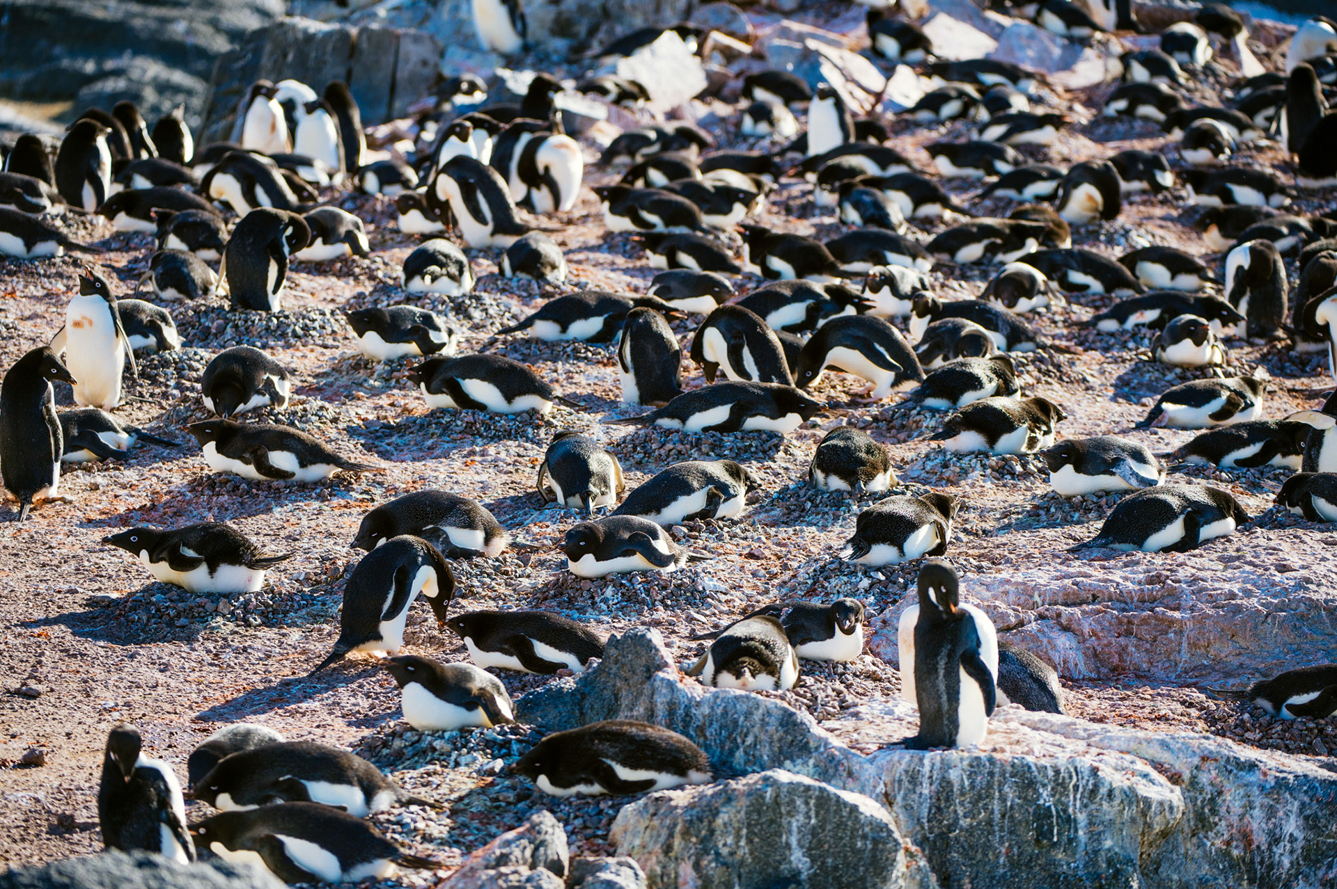 Adelie penguins nesting on Gourdin Island, Antarctica