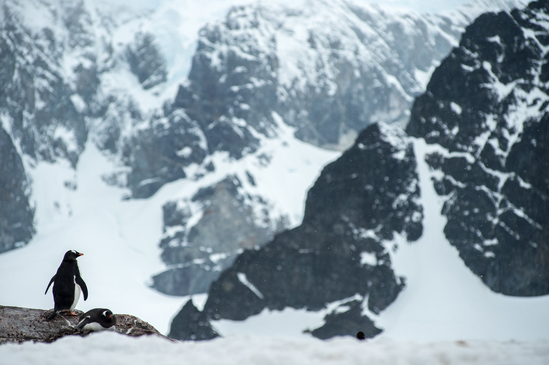 Gentoo penguins, Cuverville Island, Antarctica