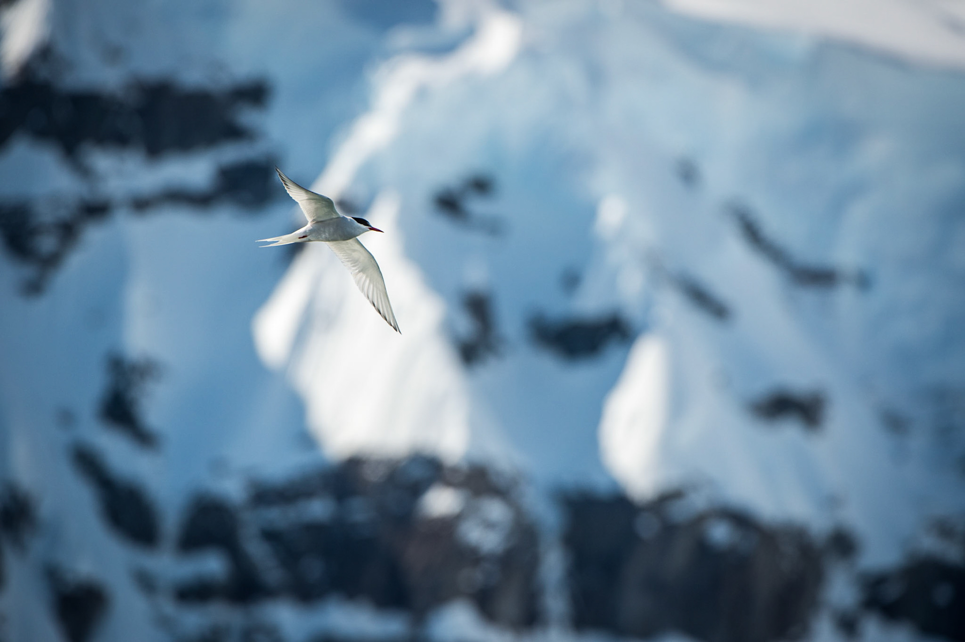 Bird flies by snowy mountains, Antarctica