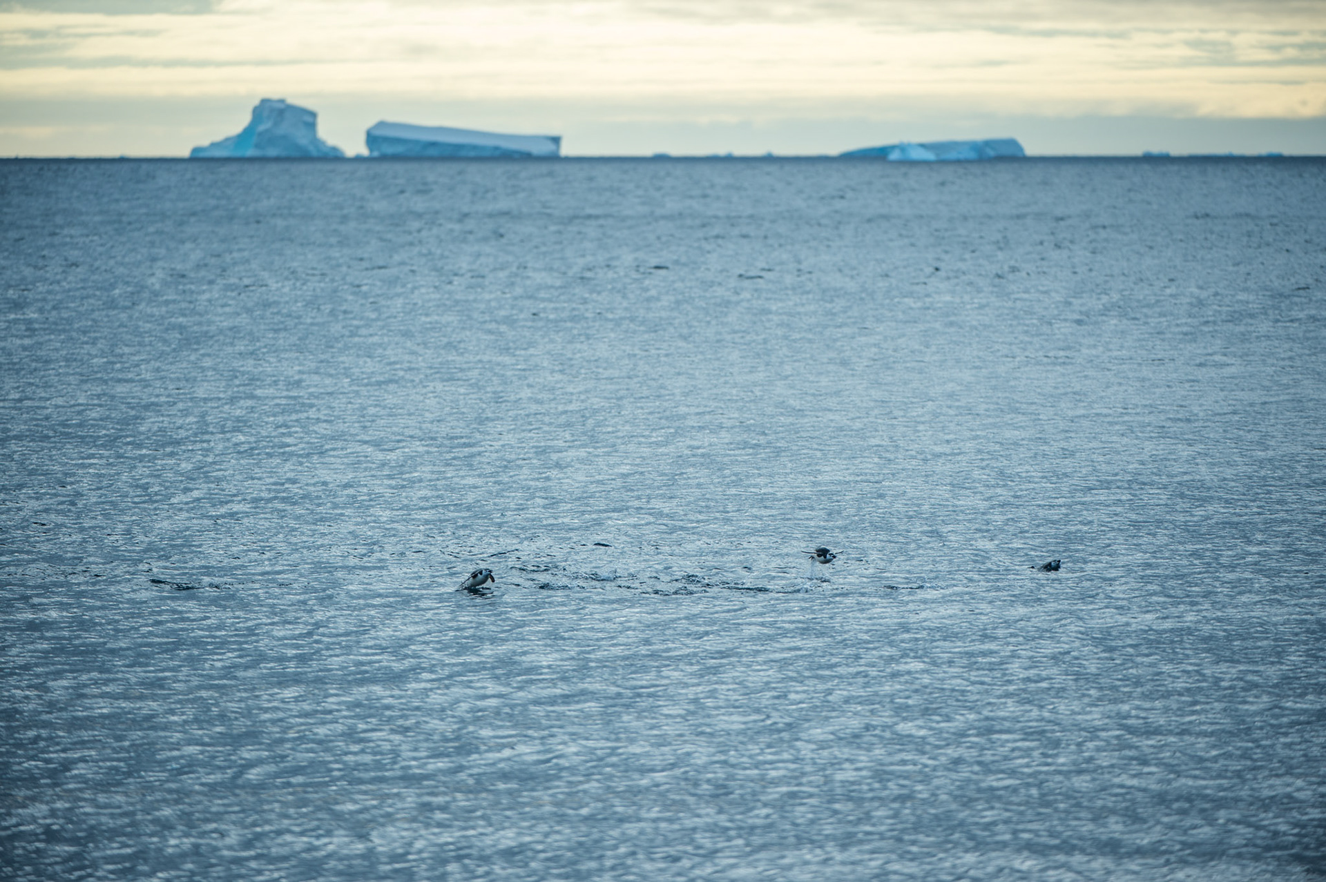 Chinstrap penguins fly out of the water near Deception Island, Antarctica