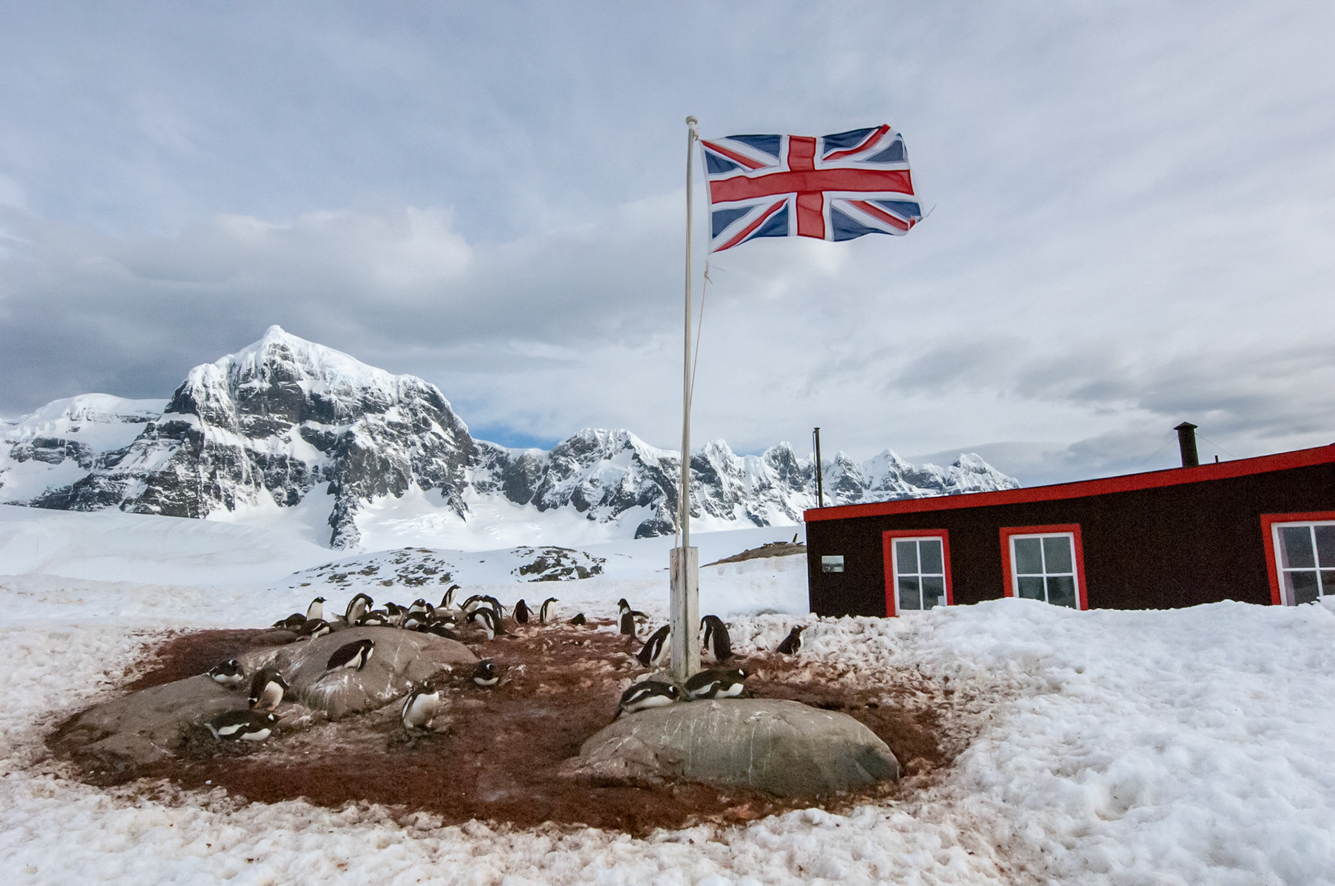 Gentoo penguins under the Union Jack, Port Lockroy, Antarctica