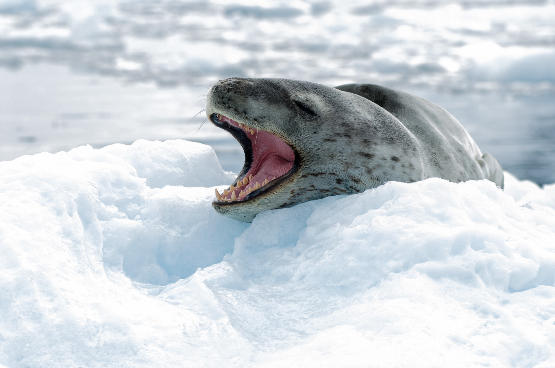 Leopard seal on an iceberg near Danco Island, Antarctica