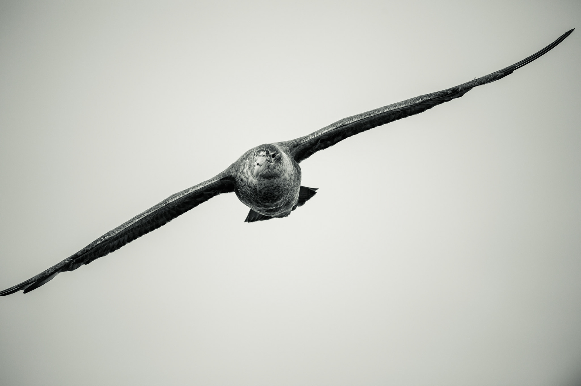 A petrel flying above Elephant Point, Livingstone Island, Antarctica
