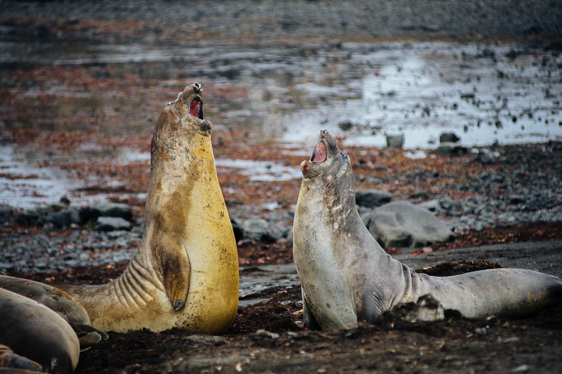 Elephant seals at Elephant Point, Livingstone Island, Antarctica
