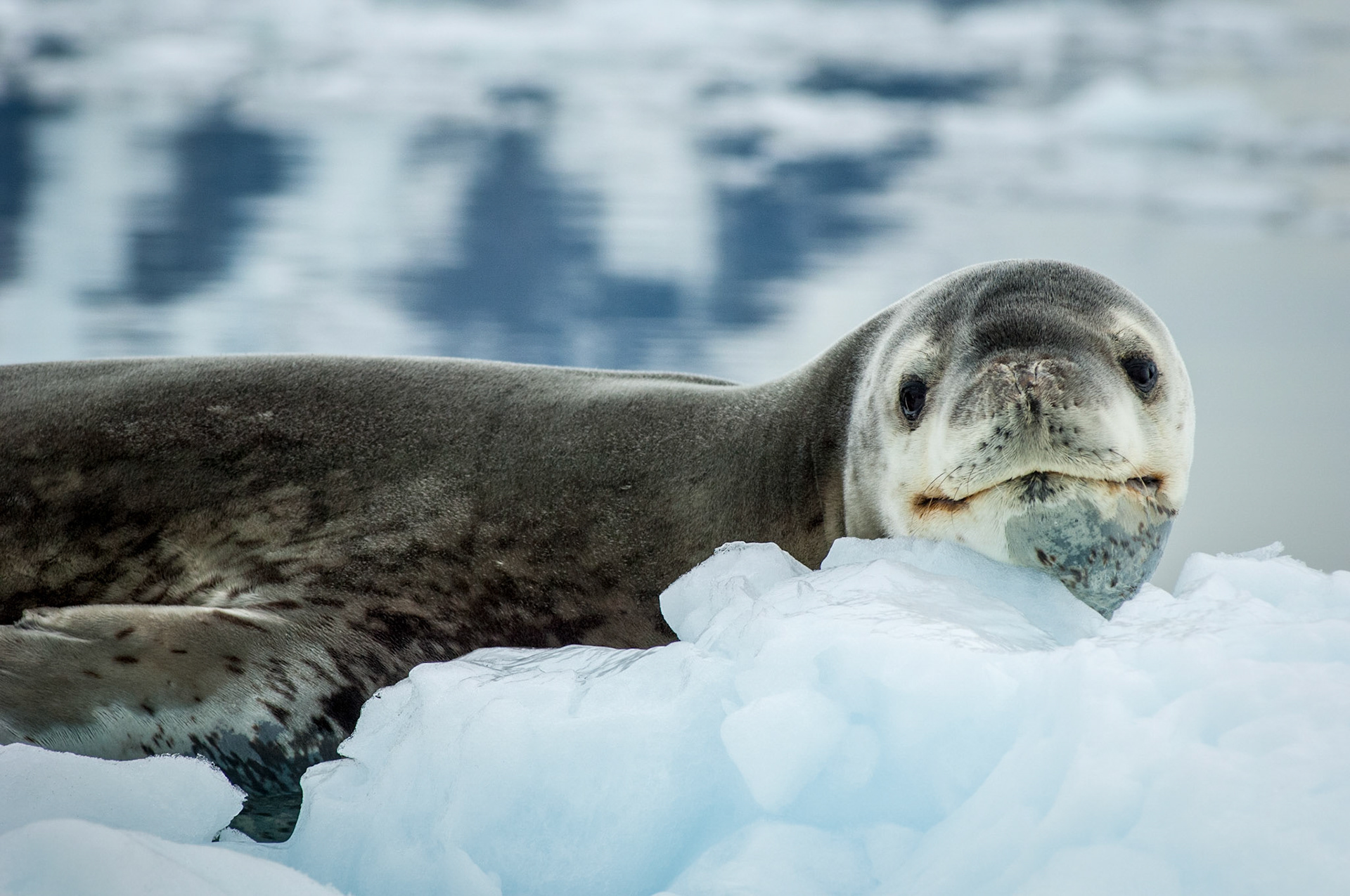 Leopard seal on an iceberg near Danco Island, Antarctica