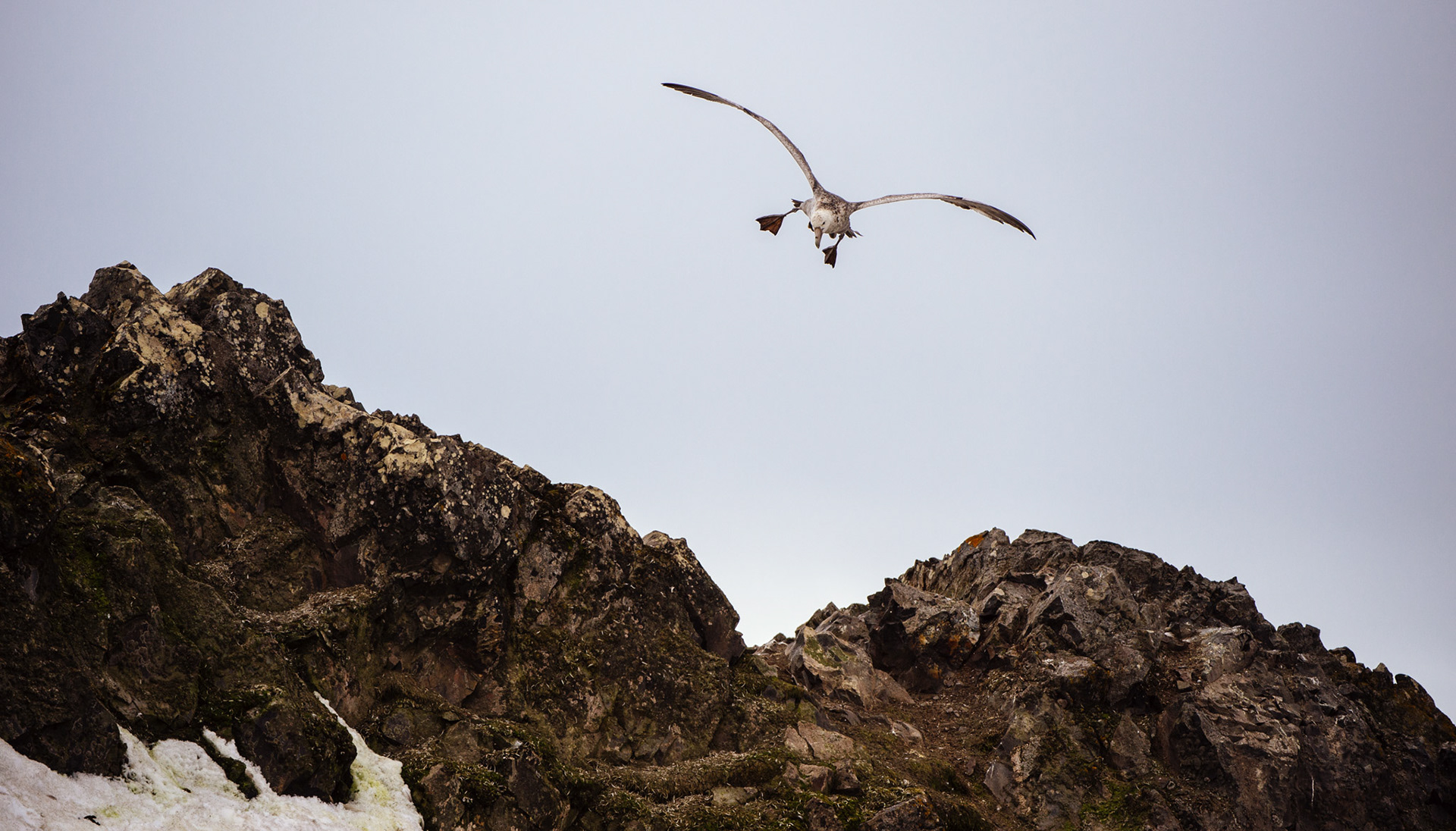 A petrel flying above Elephant Point, Livingstone Island, Antarctica