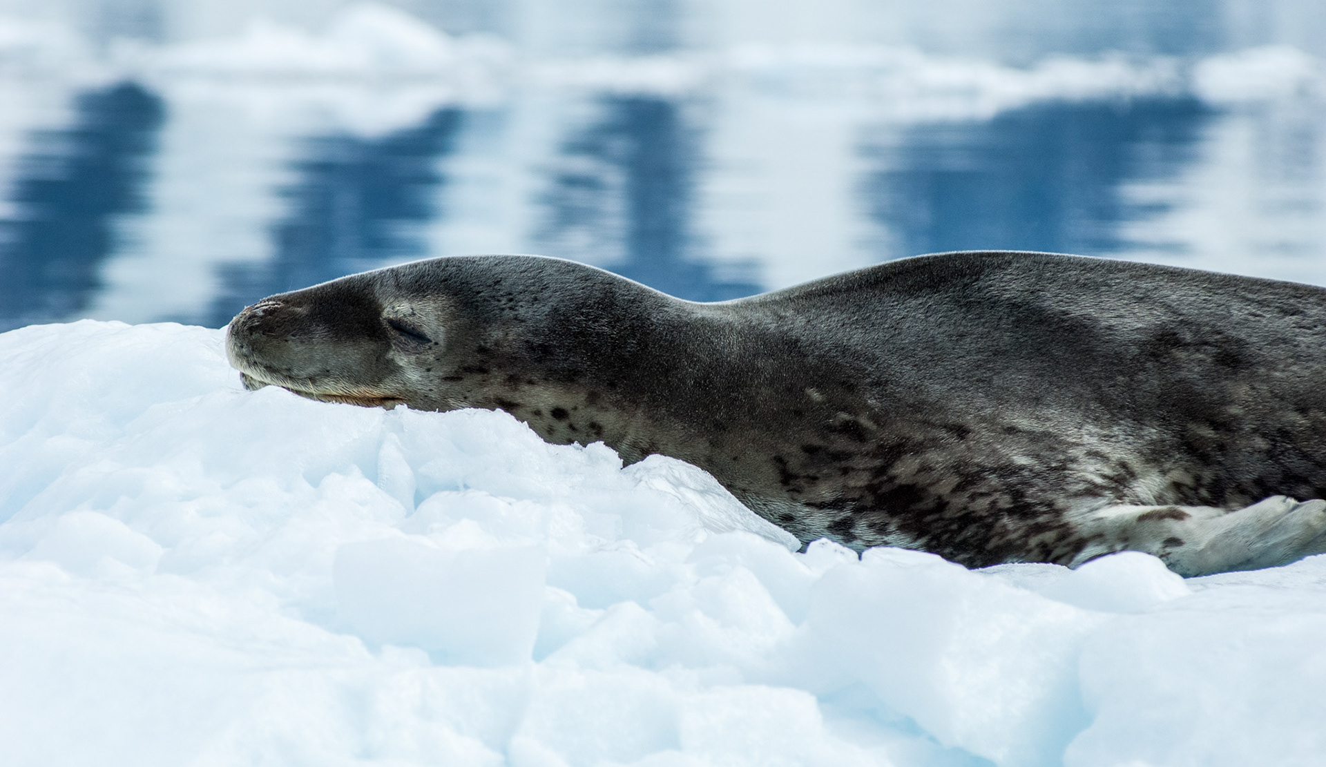 Leopard seal on an iceberg near Danco Island, Antarctica