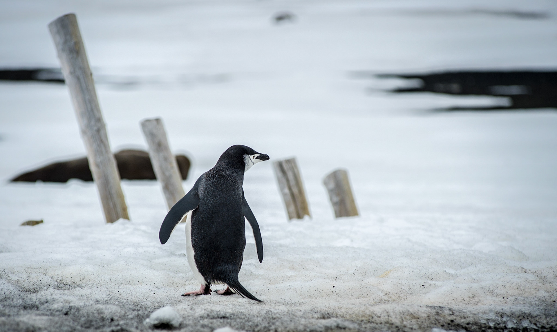Chinstrap penguin, Deception Island, near Antarctica