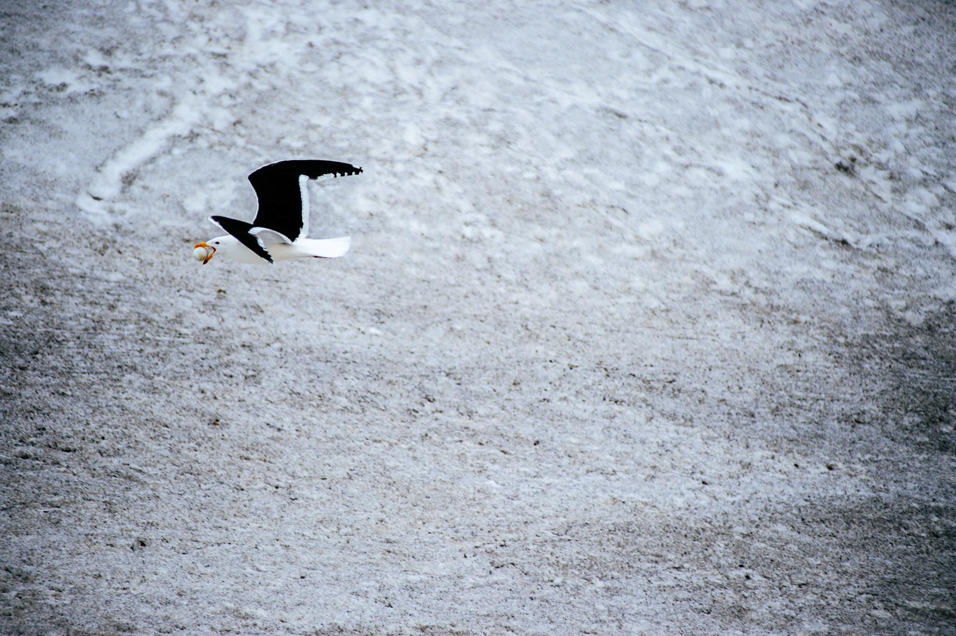 Kelp gull flies with a penguin egg, Bailey Head, Deception Island, Antarctica