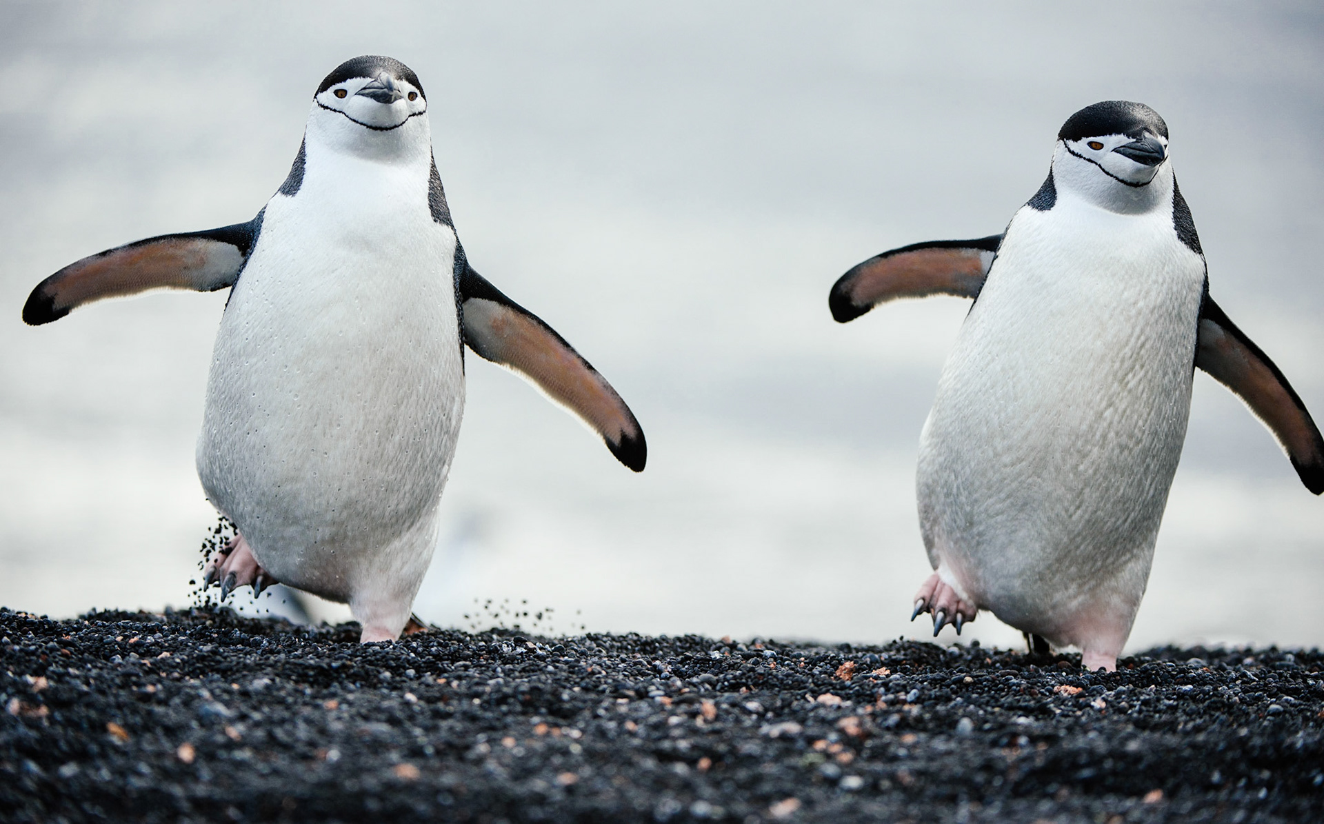 A pair of prancing penguins