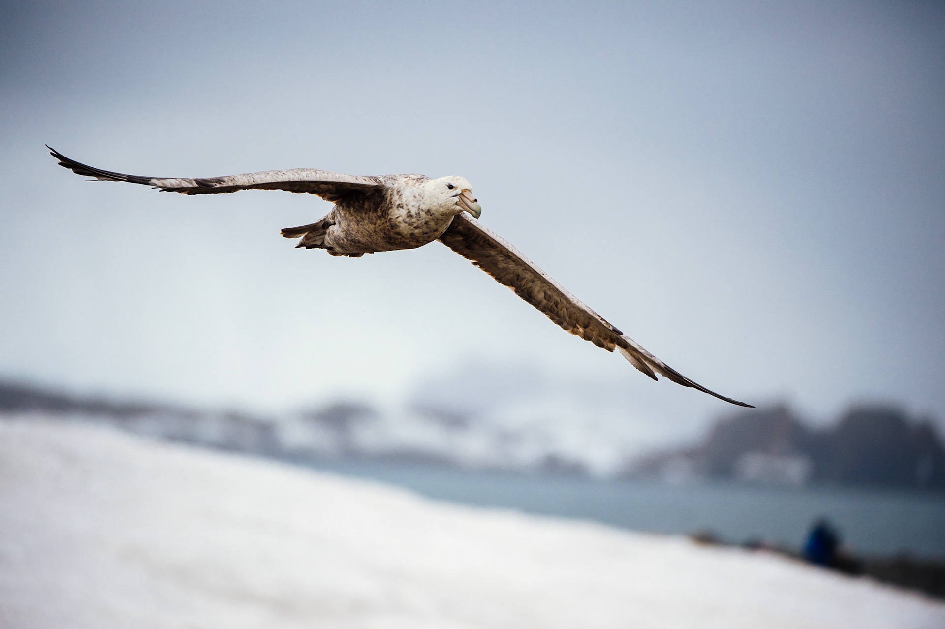 A petrel flying above Elephant Point, Livingstone Island, Antarctica