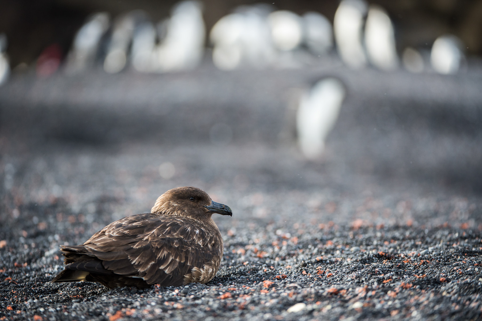 Skua on black sand beach, Bailey Head, Deception Island, Antarctica