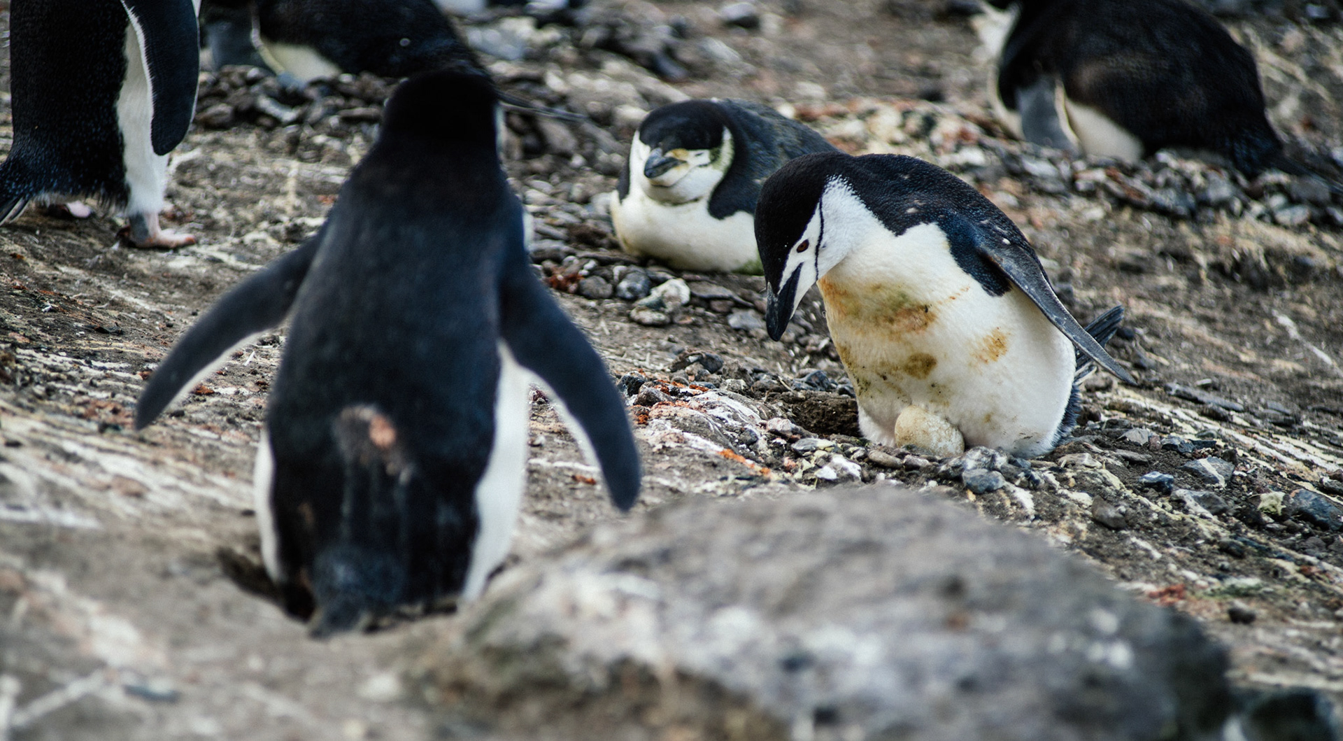 Chinstrap penguin on an egg at Bailey Head, Deception Island, Antarctica