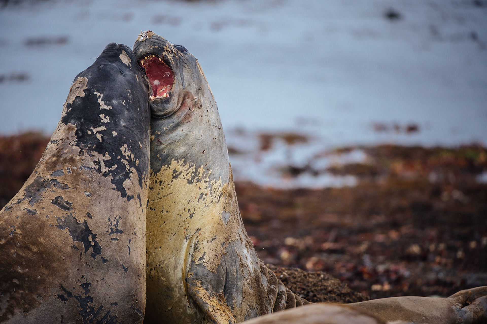 Elephant seals at Elephant Point, Livingstone Island, Antarctica