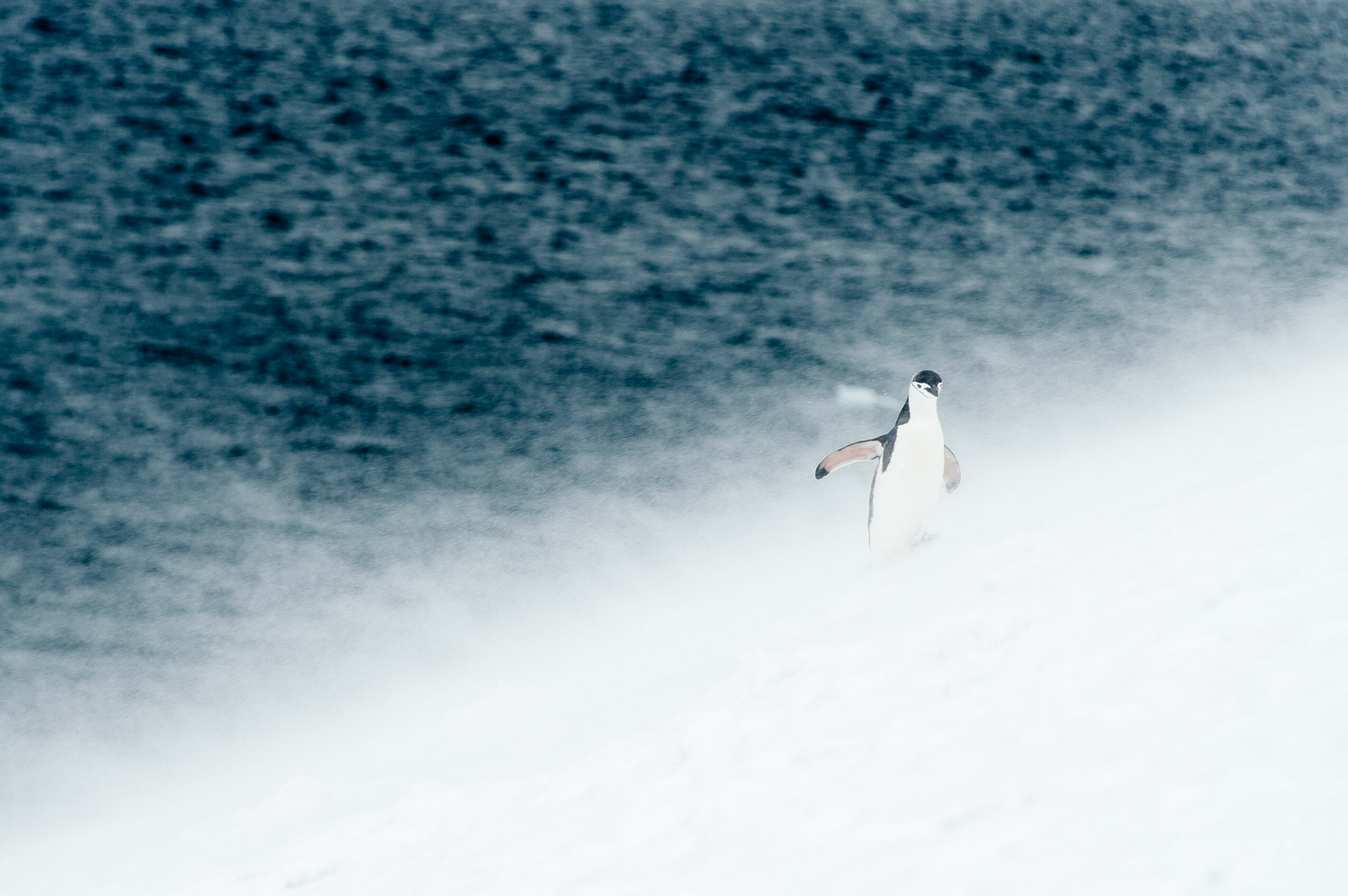 Chinstrap penguin fights through the snow on Half Moon Island - South Shetland Islands, Antarctica