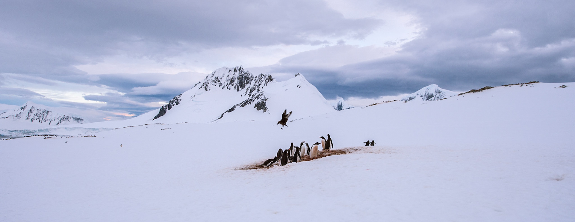 Skua lands near a group of Gentoo penguins, Damoy Point, Antarctica