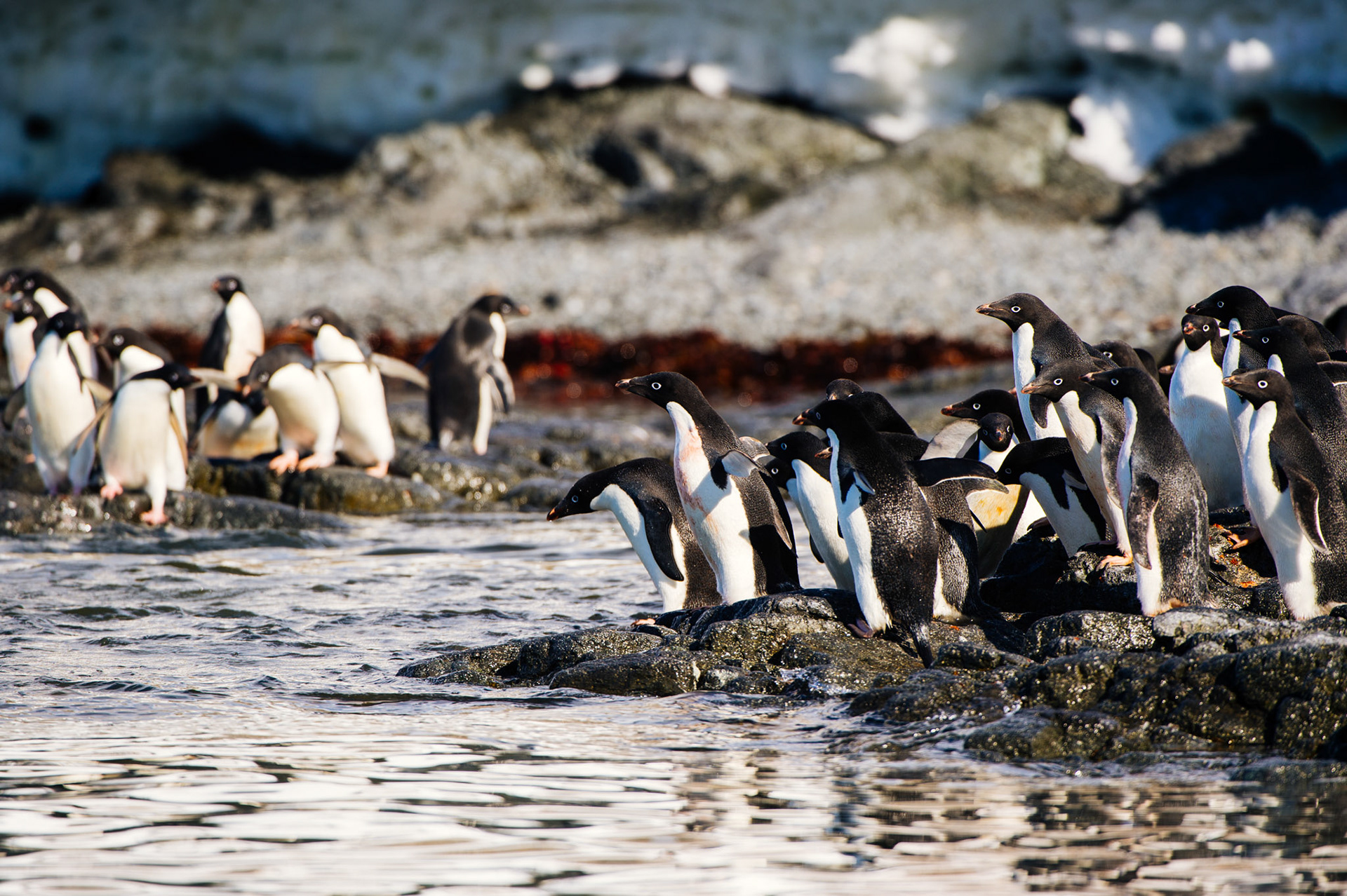 Adelie penguins at Gourdin Island, Antarctica
