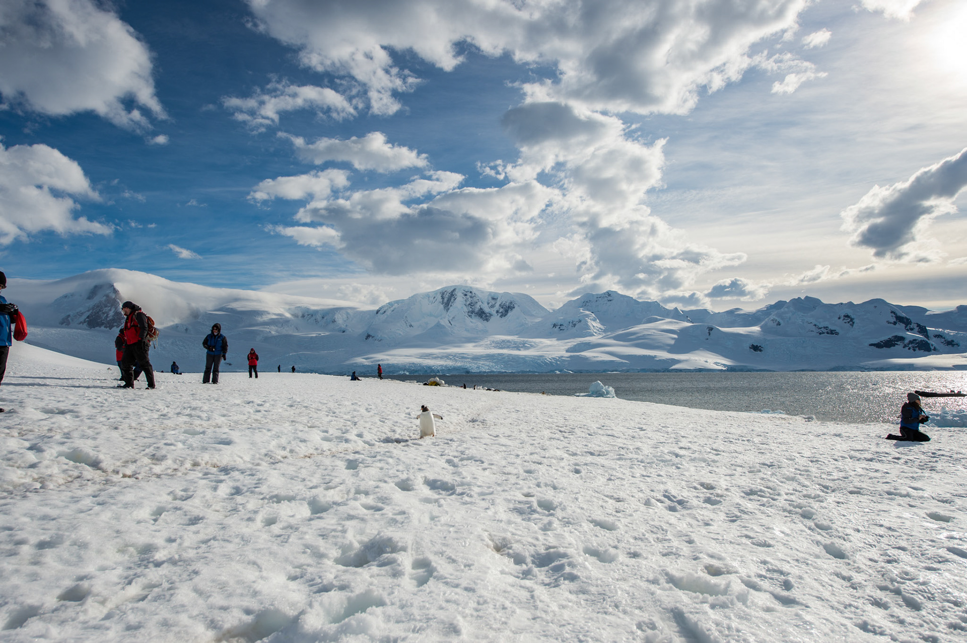 Gentoo penguin on land in Neko Harbor, Antarctica