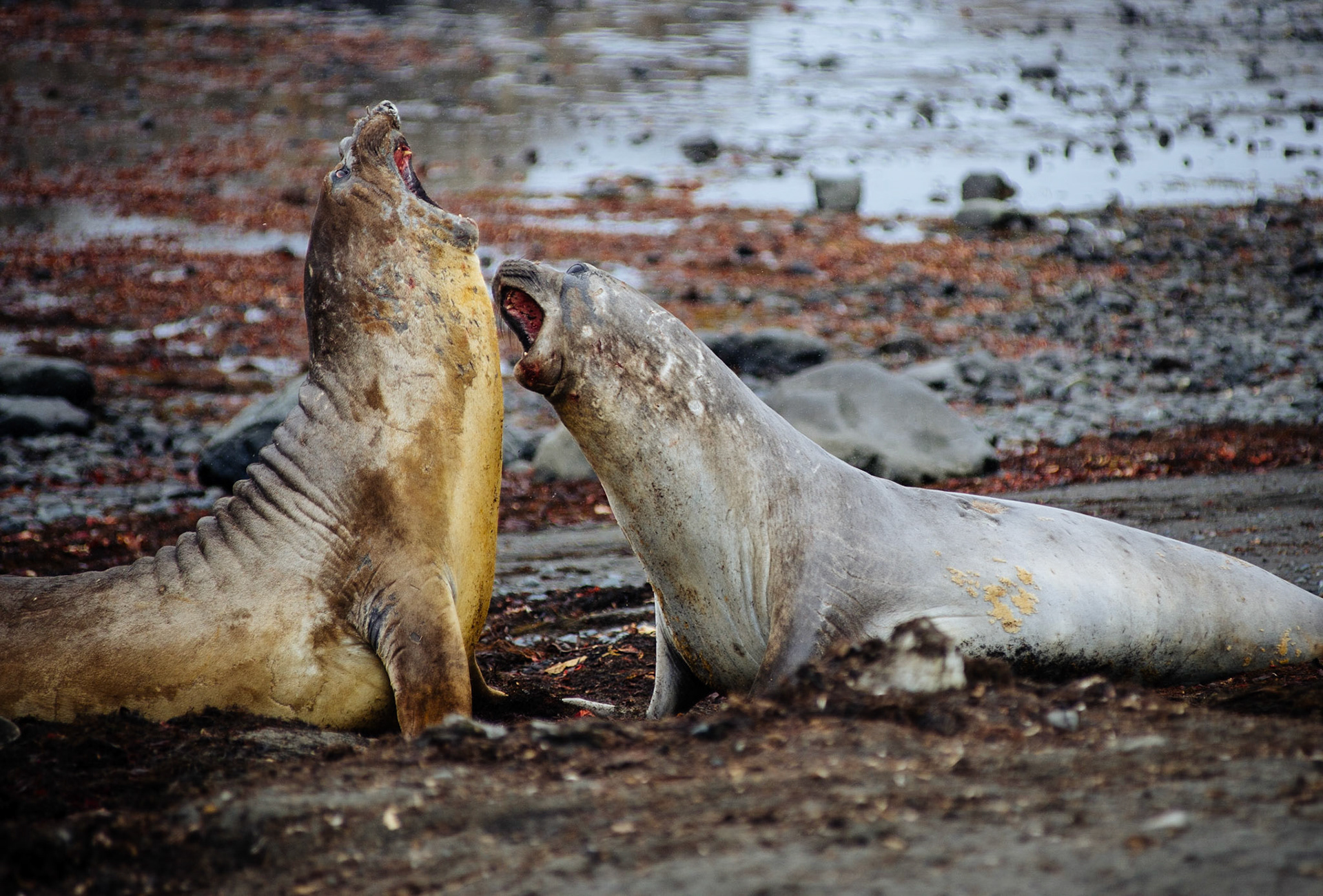 Elephant seals at Elephant Point, Livingstone Island, Antarctica
