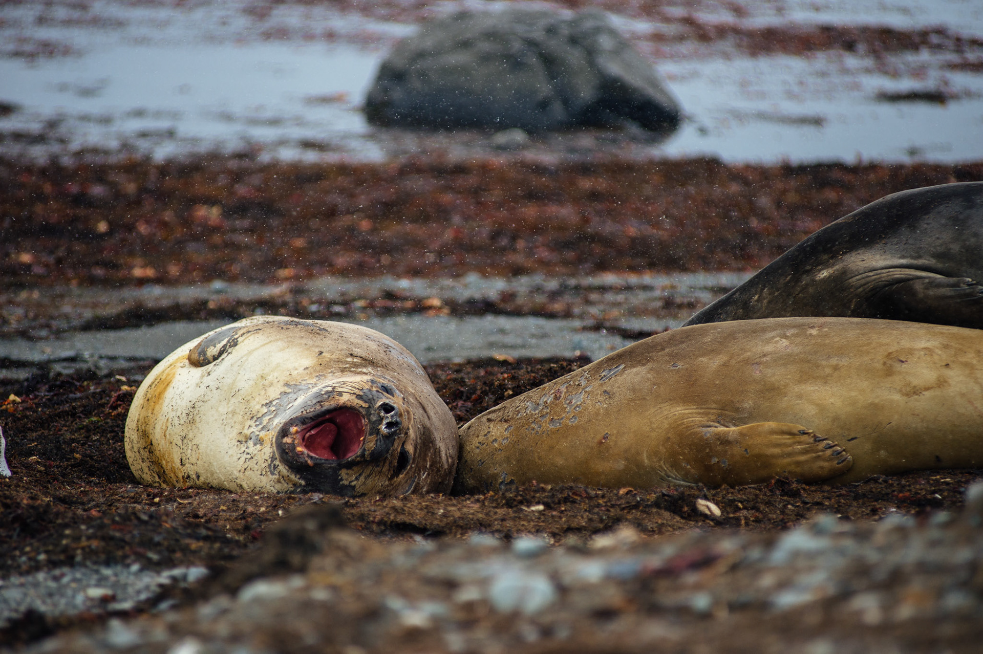 Elephant seals at Elephant Point, Livingstone Island, Antarctica